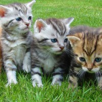 Kleine-Katzen-Tierkinesiologie-45170.jpeg